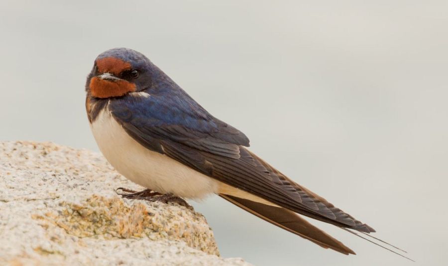 Golondrina