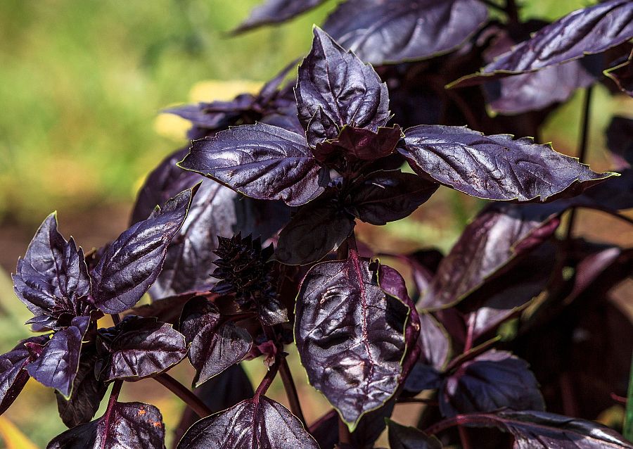 Albahaca violeta