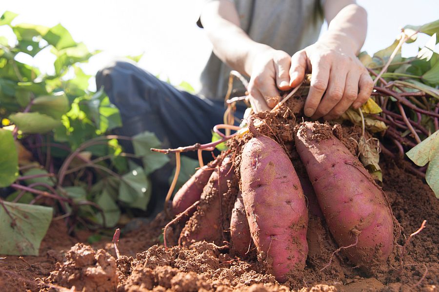 ¡Al rico boniato! ¿Cómo se cultiva?