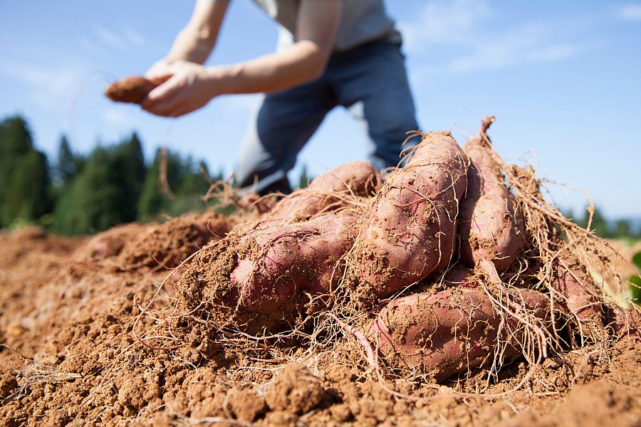 ¡Al rico boniato! ¿Cómo se cultiva?