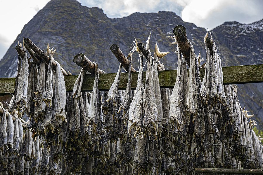 Bacalao secándose a la manera noruega