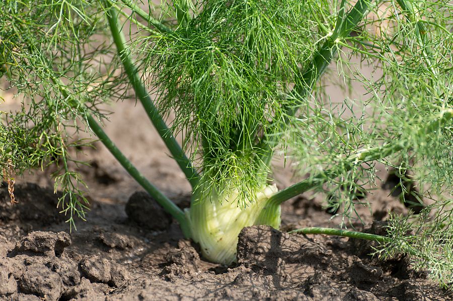¿Cómo cultivamos el hinojo?