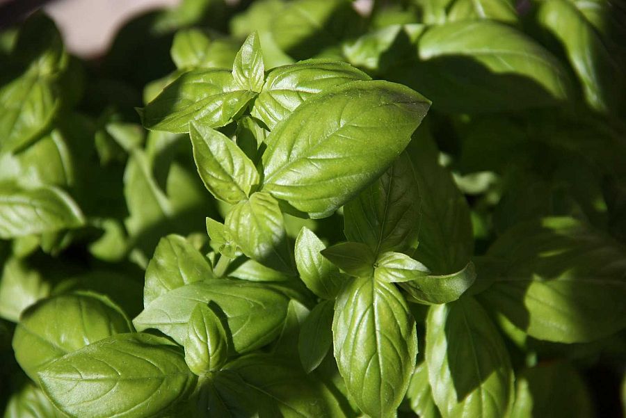 Albahaca