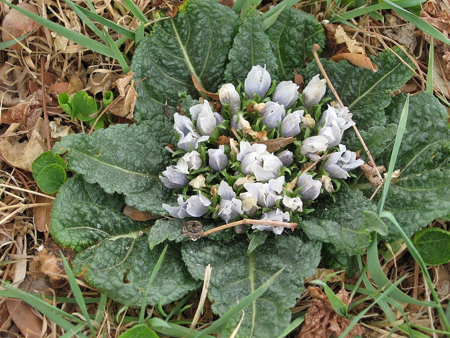 La mandrágora, una planta medicinal con mucha historia