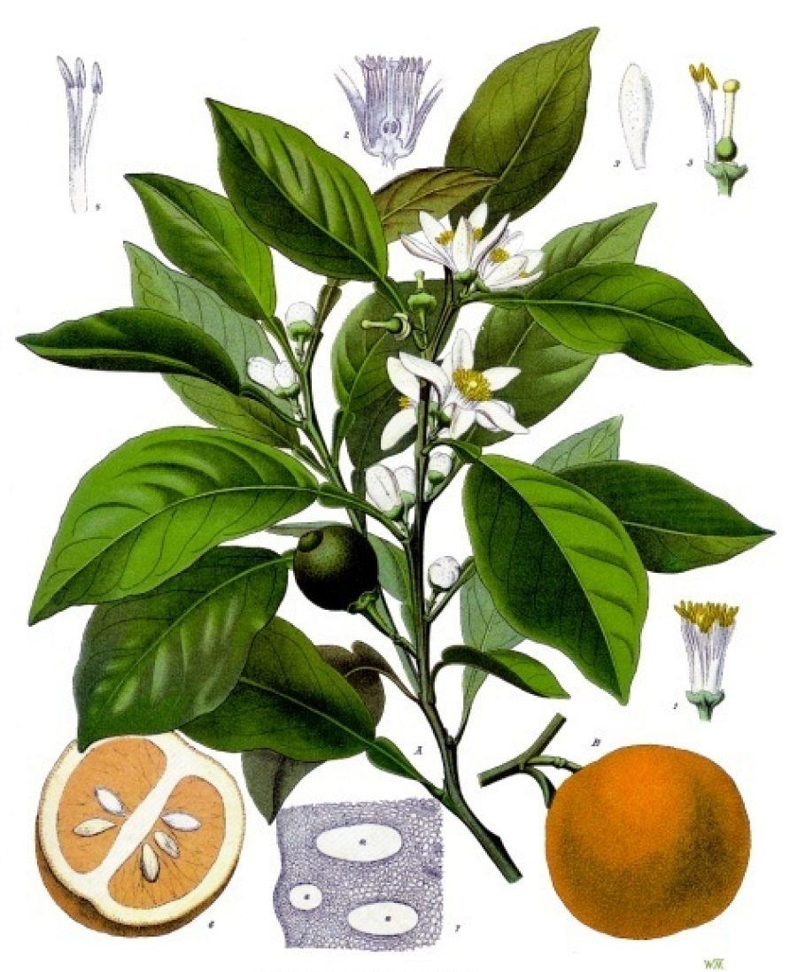 Ilustración de la naranja amarga