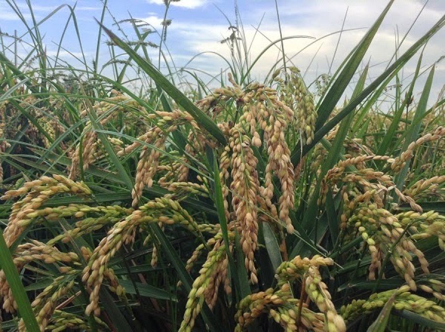 Planta de arroz