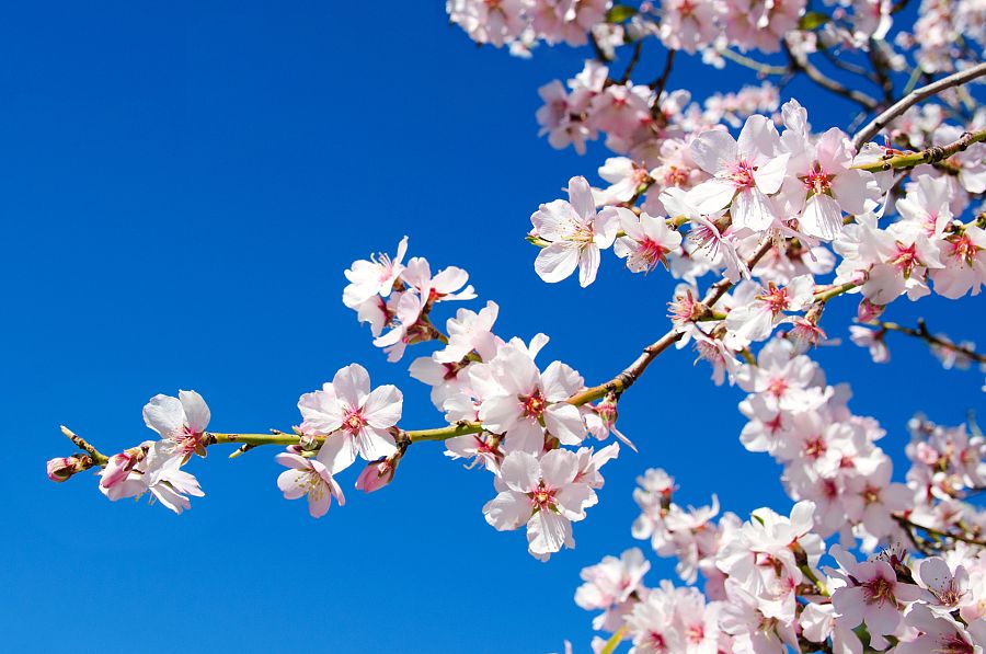 Flor del almendro