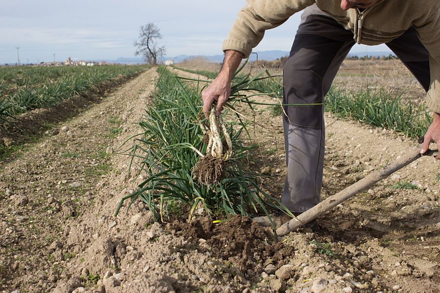 Cultivamos calçots