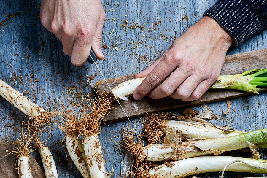 Cultivamos calçots
