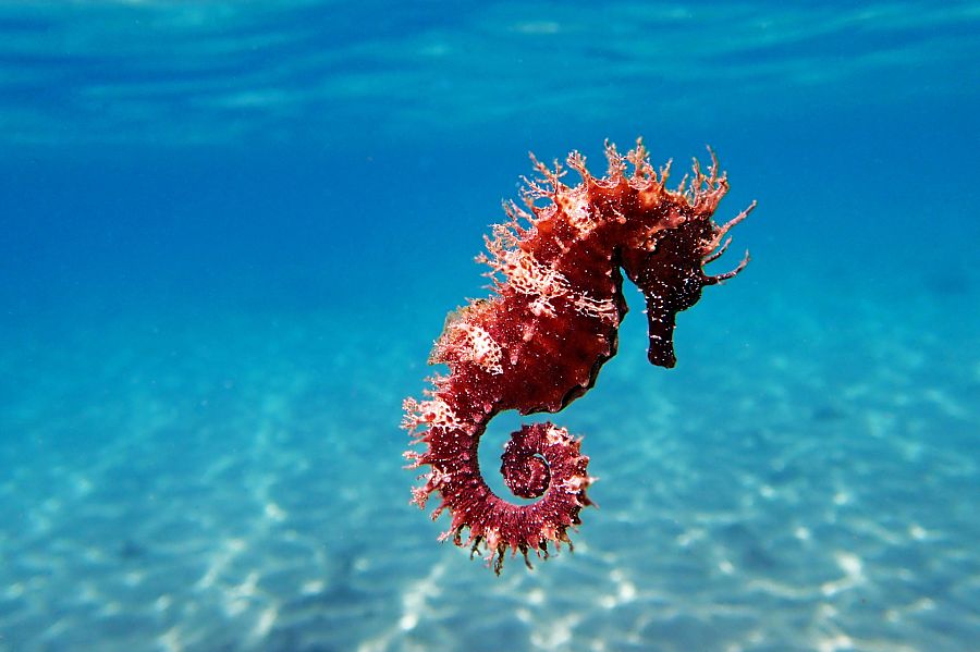 Caballito de mar