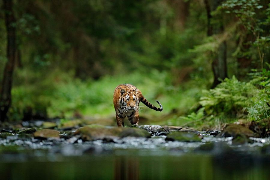 Tigre de Amoy