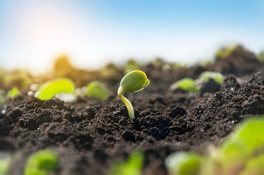 ¿Cómo plantamos habas?