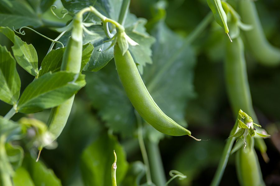 ¿Cómo plantamos habas?