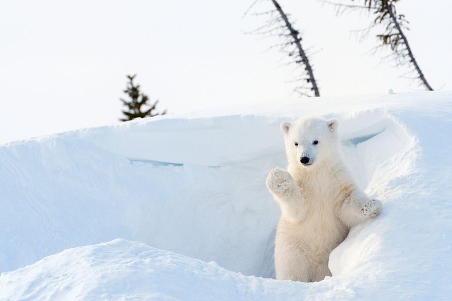 ¿A qué peligros se enfrenta el oso polar?