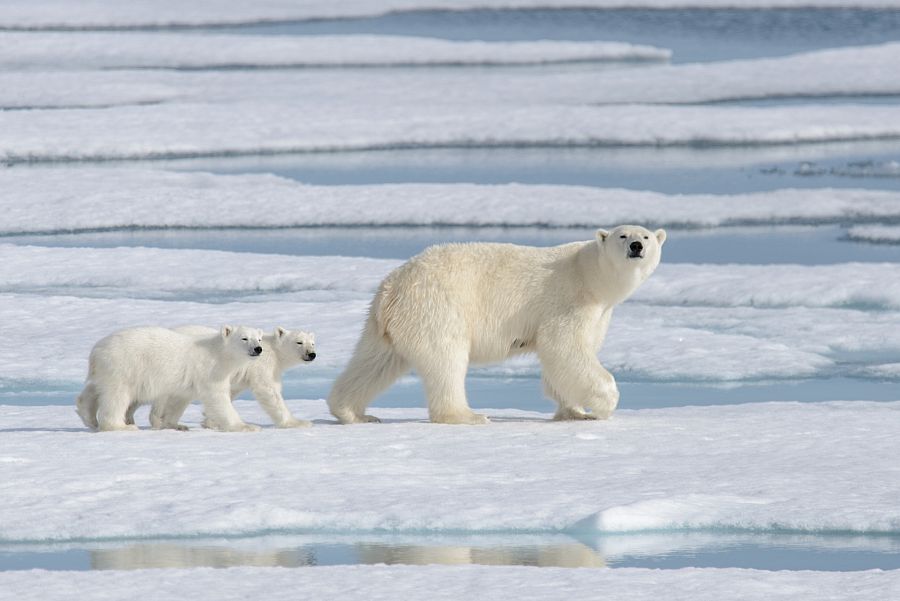 ¿A qué peligros se enfrenta el oso polar?