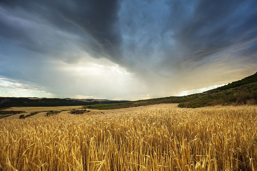 Campos de cultivo de cereales