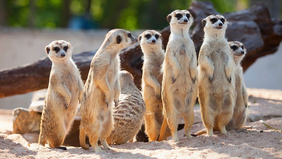 Un grupo de curiosos suricatas