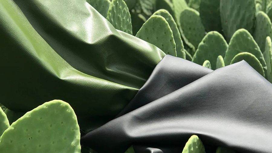 La planta no se daña, se podan las hojas maduras y se dejan secar al sol  hasta que alcanzan la humedad adecuada para poder trabajar con ellas