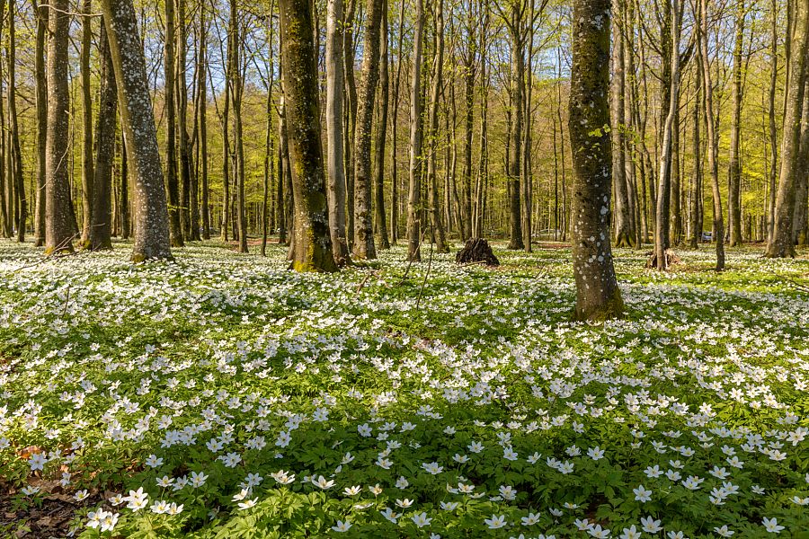 Anémona nemorosa en Larvik, Noruega