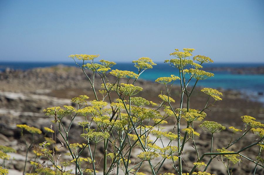 Paisaje mediterráneo con hinojos