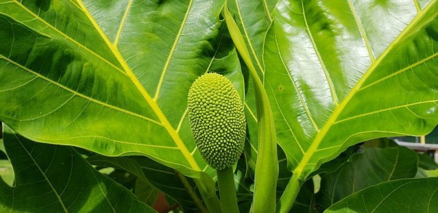 Un frutipán en crecimiento