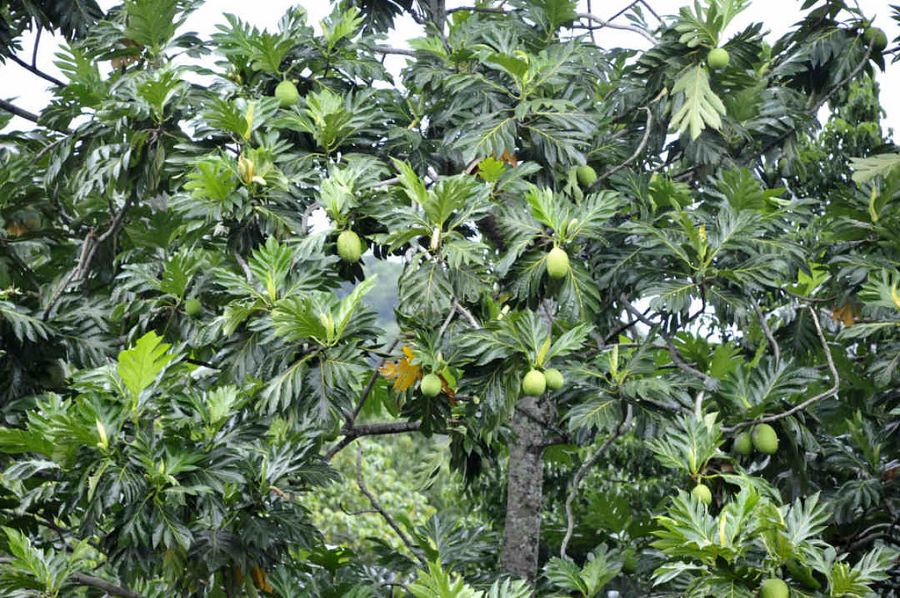 Árbol del frutipán o árbol del pan