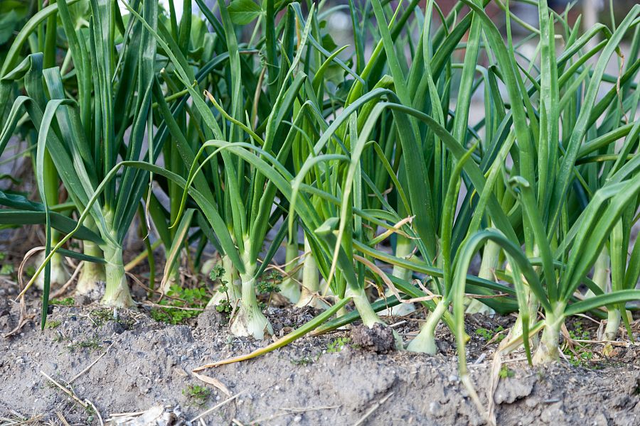 Cultivo de cebollas