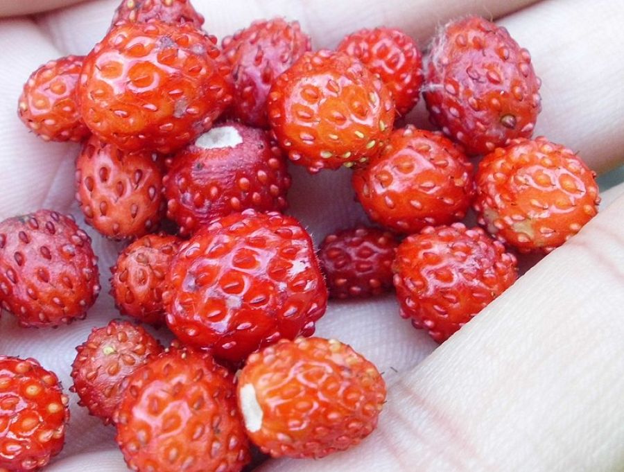fresas diferencias fresón