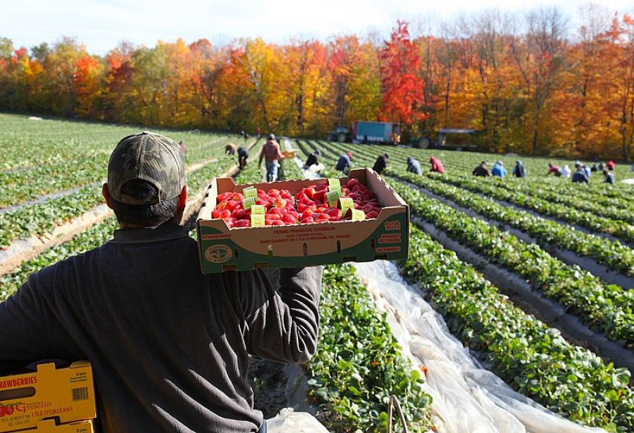 Recolección de fresas en canadá