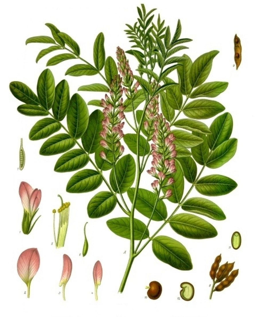 palodul-regaliz