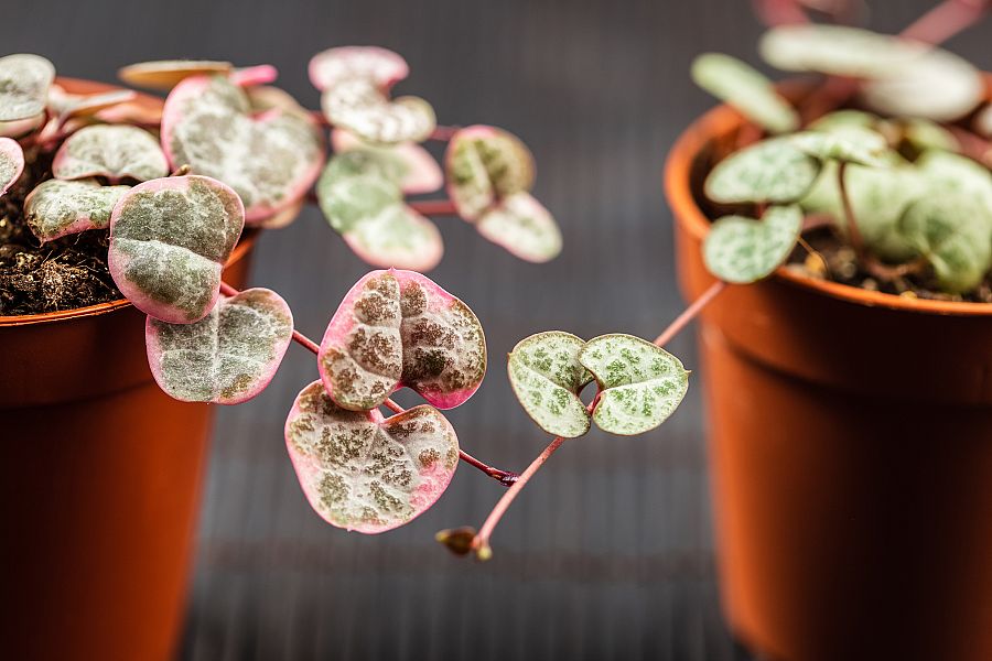 Ceropegia o Cadena de corazones