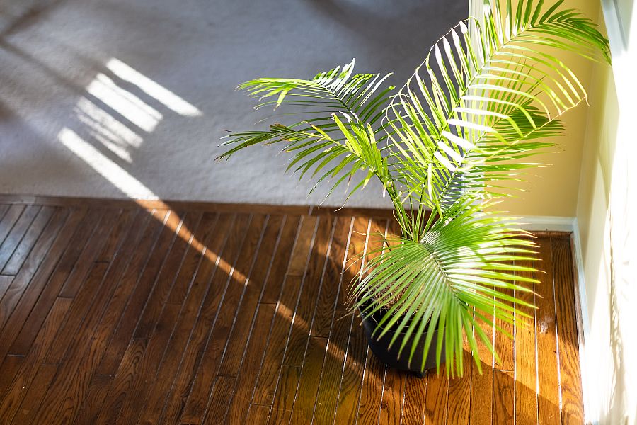 Areca, palmera de interior