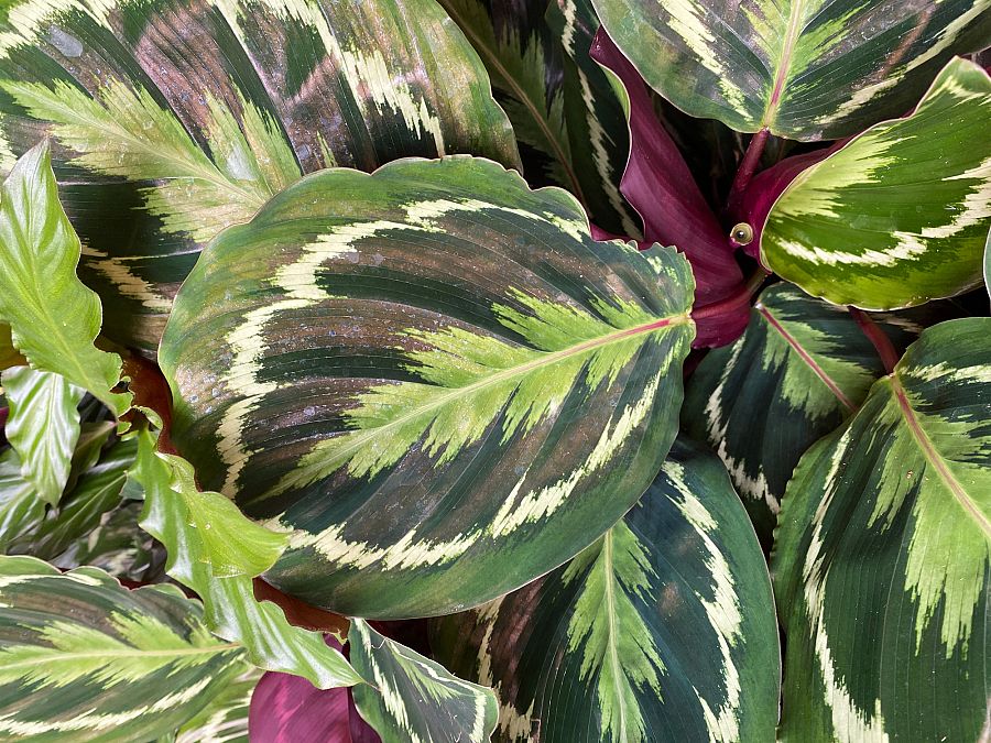 Calathea con patrón verde y amarillo en sus hojas