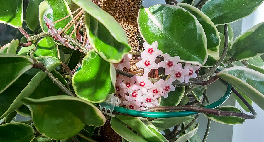 Hoyas o Planta de cera