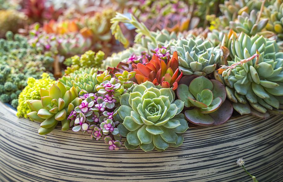 Pequeño jardín de suculentas