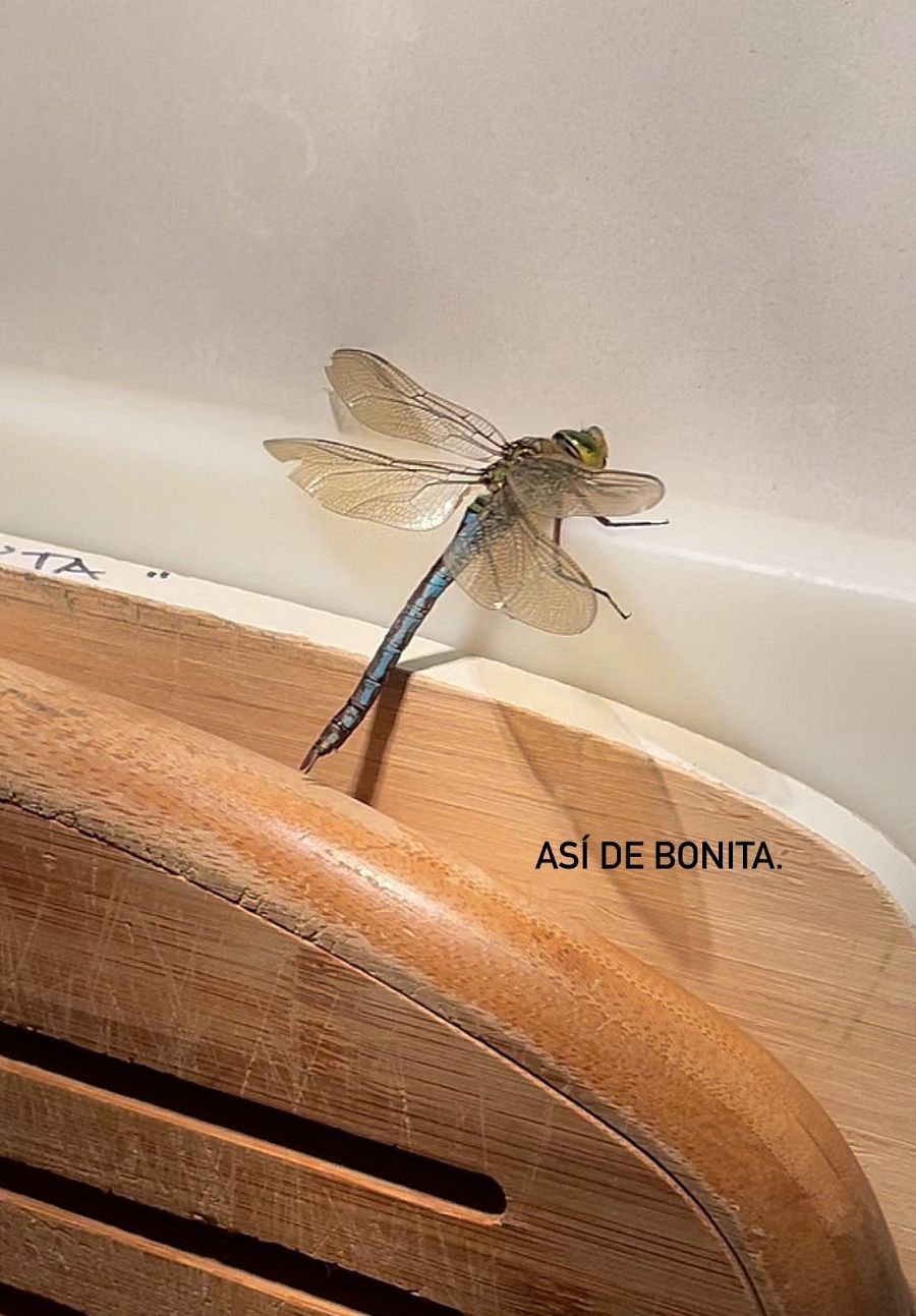 Una bonita libélula se cuela en casa de Sara Carbonero