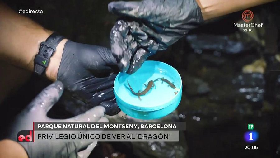 El tritón de Montseny