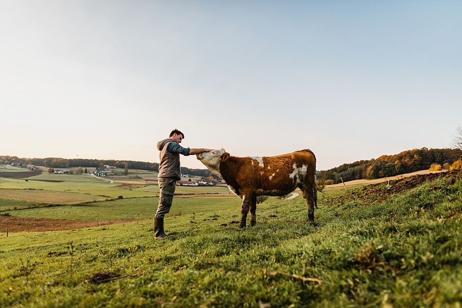 Las vacas son animales muy sensitivos