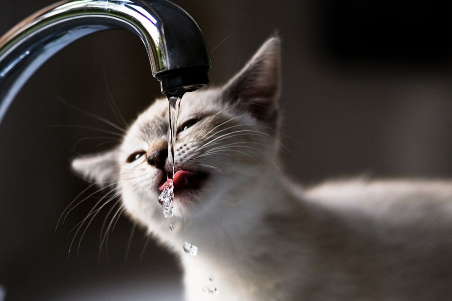 Tener agua fresca cerca siempre
