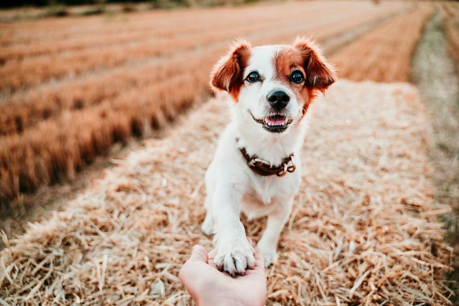 ¿Cómo podemos ayudar a nuestras mascotas en verano?