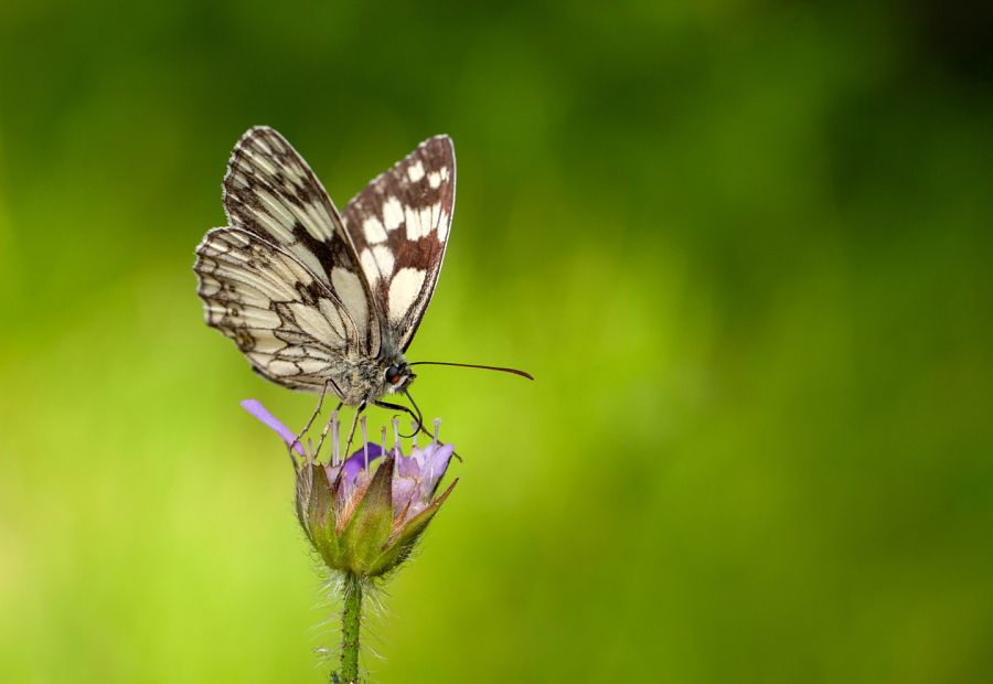 Mariposa medioluto
