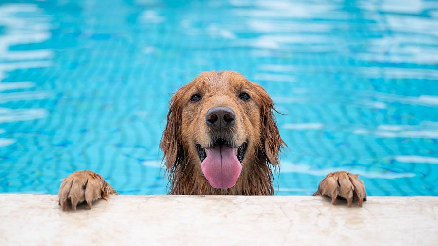 Perro en el agua