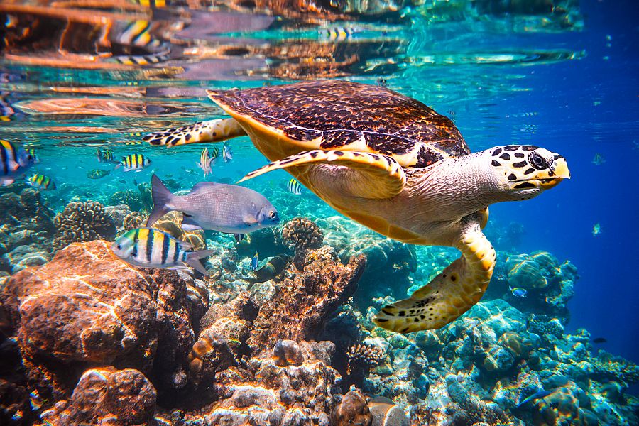 Tortuga marina Hawksbill