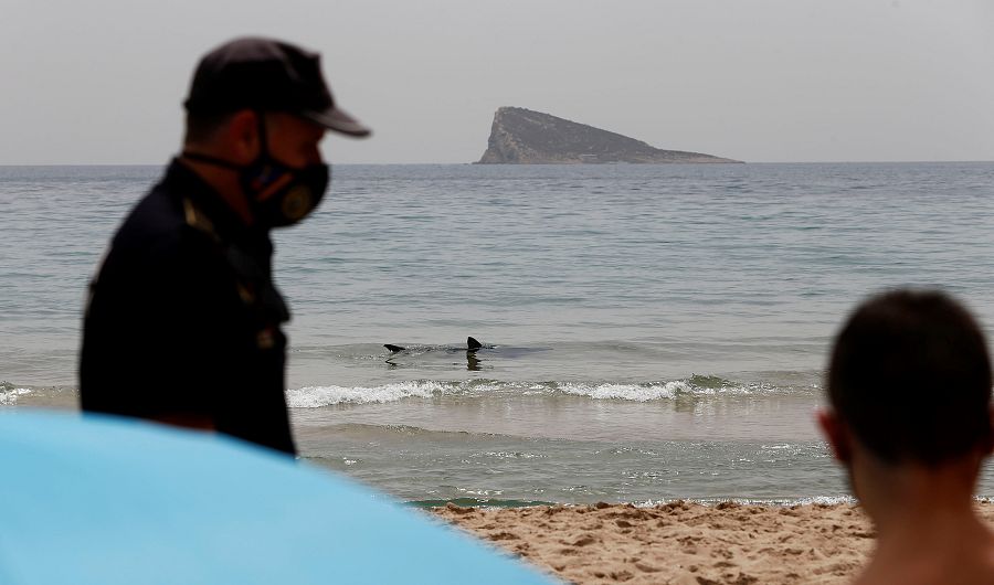 Aparece desorientada una tintorera en aguas de una playa de Benidorm