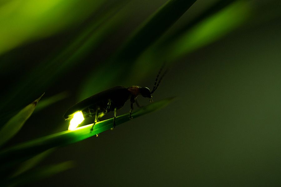 Luciérnaga hembra, no puede volar