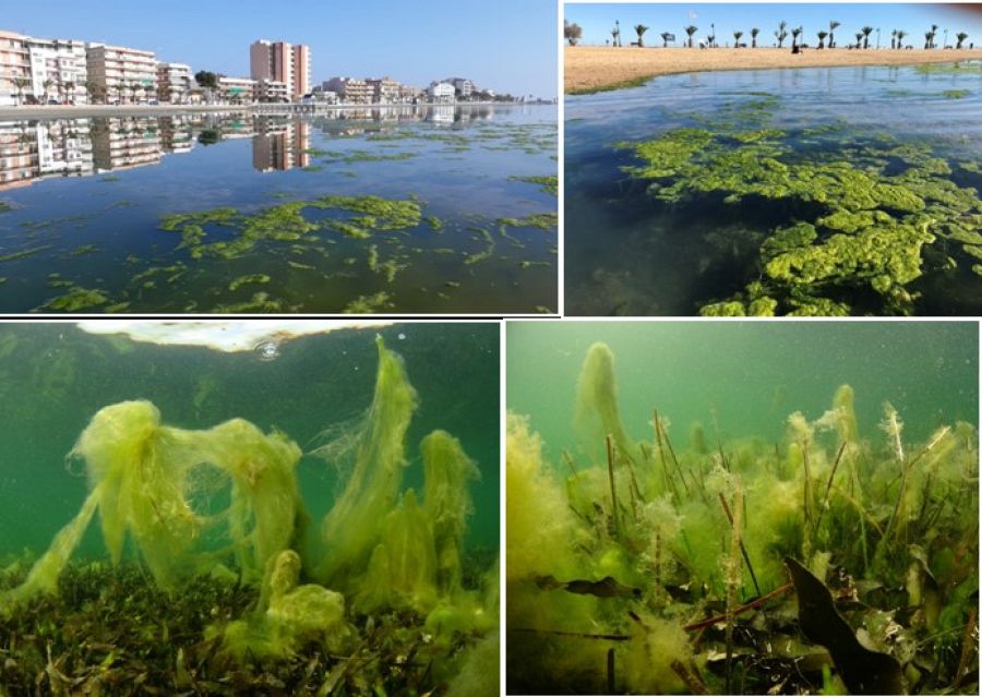 Proliferación masiva de algas en la playa de Villananitos (Murcia) entre enero y junio de 2020.