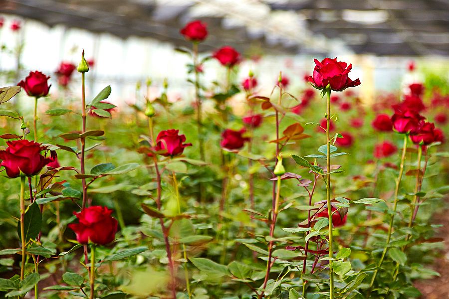 Las rosas, parientes muy cercanas del manzano