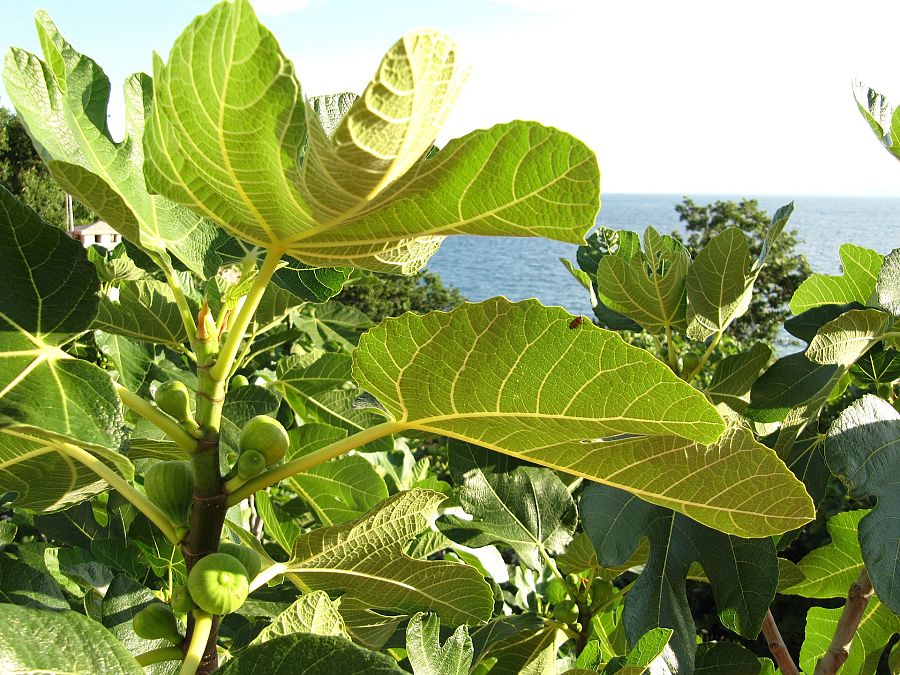 Parte del árbol de la higuera