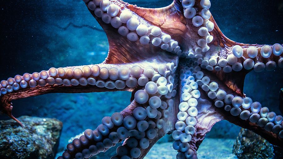 Un pulpo en el fondo marino