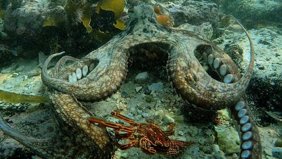 El pulpo protagonista del documental "Lo que el pulpo me enseñó"